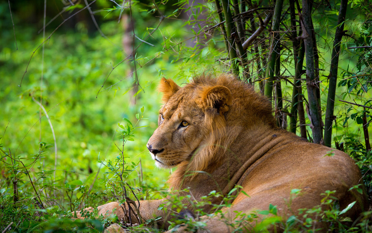 gir forest gujarat travel tour shreeji